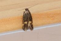Borkhausenia minutella