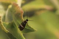 Cauchas fibulella
