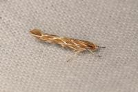 Pyroderces argyrogrammos