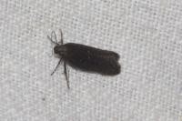 Neofaculta ericetella