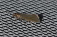 Glyphipterix fuscoviridella