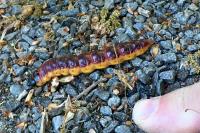 Cossus cossus