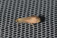 Crassa tinctella