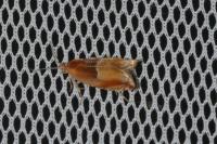 Ancylis mitterbacheriana