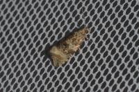 Celypha lacunana