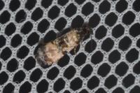 Cochylichroa atricapitana