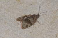 Syndemis musculana
