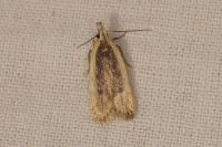 Nothris congressariella