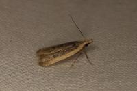 Nothris congressariella