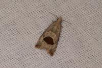 Notocelia uddmanniana