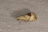 Notocelia uddmanniana