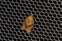 Clepsis consimilana