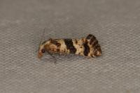 Cochylimorpha cultana