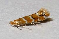 Cameraria ohridella
