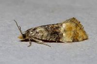 Cochylis nana
