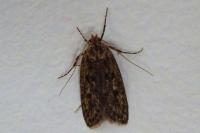 Hofmannophila pseudospretella
