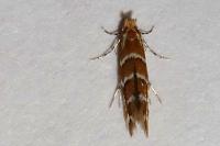 Cameraria ohridella