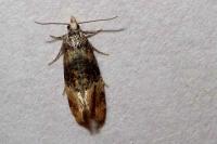 Cochylis nana