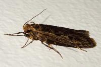 Hofmannophila pseudospretella