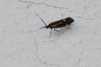 Esperia sulphurella