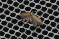 Coptotriche marginea