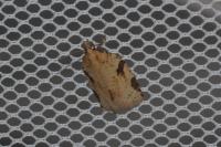 Clepsis spectrana