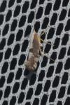 Argyresthia spinosella