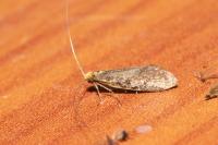 Nematopogon
