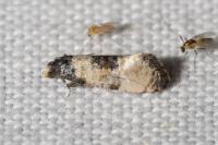 Neocochylis dubitana
