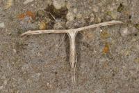 Emmelina monodactyla