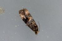 Lobesia botrana