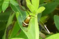 Adela australis