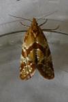 Aethes hartmanniana