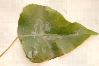 Phyllocnistis unipunctella