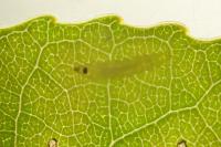 Phyllocnistis unipunctella