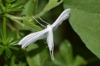 Pterophorus pentadactylus