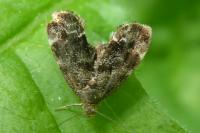 Anthophila fabriciana