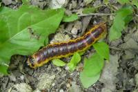 Cossus cossus