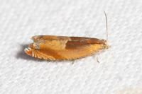 Ancylis mitterbacheriana