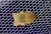 Choristoneura hebenstreitella