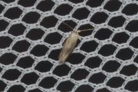 Bucculatrix bechsteinella