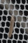 Coleophora lassella