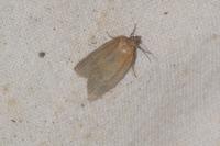 Clepsis unicolorana