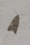 Cnephasia communana