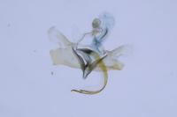 Coleophora lassella