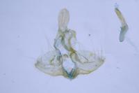 Clepsis unicolorana