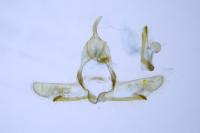 Cnephasia communana