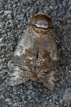 Cossus cossus