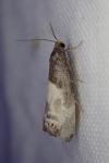 Notocelia cynosbatella