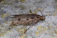 Hofmannophila pseudospretella